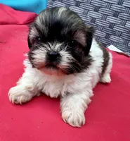 Shih Tzu male 2 , a male Shih Tzu for sale in Selmer, TN – Photo 4 of 10