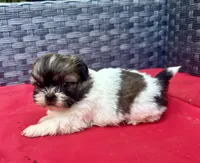 Shih Tzu male 2 , a male Shih Tzu for sale in Selmer, TN – Photo 7 of 10