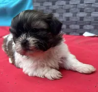 Shih Tzu male 2 , a male Shih Tzu for sale in Selmer, TN – Photo 3 of 10