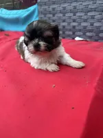 Shih Tzu male 2 , a male Shih Tzu for sale in Selmer, TN – Photo 8 of 10