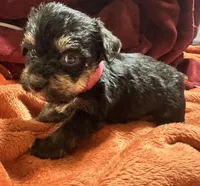 Girl 11 , a female Shihpoo and Yorkshire Terrier for sale in Selmer, TN – Photo 5 of 9