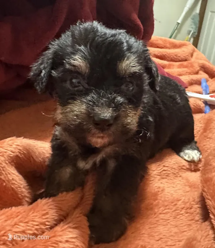 Girl 11  – Shihpoo, Yorkshire Terrier puppy for sale in Selmer, TN