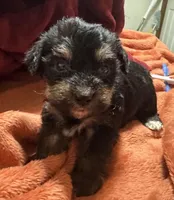 Girl 11 , a female Shihpoo and Yorkshire Terrier for sale in Selmer, TN – Photo 1 of 9