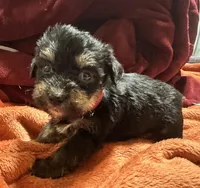 Girl 11 , a female Shihpoo and Yorkshire Terrier for sale in Selmer, TN – Photo 3 of 9