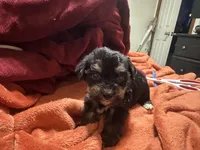 Girl 11 , a female Shihpoo and Yorkshire Terrier for sale in Selmer, TN – Photo 8 of 9