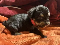 Girl 11 , a female Shihpoo and Yorkshire Terrier for sale in Selmer, TN – Photo 6 of 9