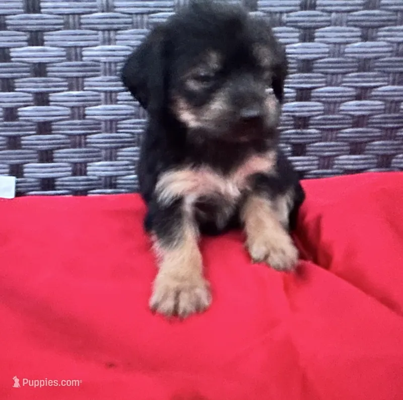 Girl 11  – Shihpoo, Yorkshire Terrier puppy on hold in Selmer, TN
