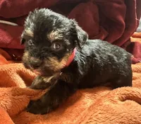 Girl 11 , a female Shihpoo and Yorkshire Terrier for sale in Selmer, TN – Photo 4 of 9