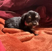 Girl 11 , a female Shihpoo and Yorkshire Terrier for sale in Selmer, TN – Photo 7 of 9