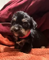 Girl 11 , a female Shihpoo and Yorkshire Terrier for sale in Selmer, TN – Photo 2 of 9