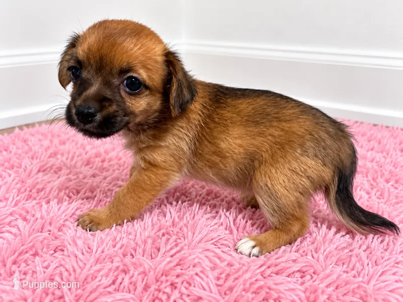 Girl  – Chorkie puppy for sale in Selmer, TN