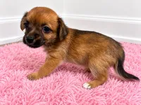 Girl , a female Chorkie for sale in Selmer, TN – 1 of 7