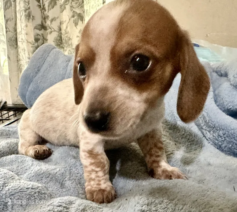 Oliver  – Miniature Dachshund puppy for sale in Selmer, TN