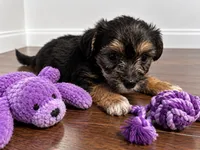 Purple boy, a male Shihpoo and Yorkshire Terrier for sale in Selmer, TN – 4 of 7