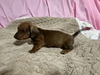 Brody, a male Miniature Dachshund for sale in Selmer, TN – 9 of 10