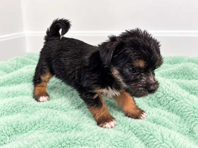Green boy  – Shihpoo, Yorkshire Terrier puppy for sale in Selmer, TN