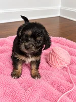 Pink girl, a female Shihpoo and Yorkshire Terrier for sale in Selmer, TN – 2 of 8