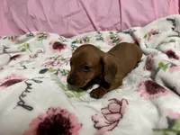 Bayley, a female Miniature Dachshund for sale in Selmer, TN – 10 of 10
