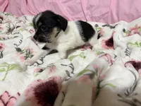Tilly, a female Shih Tzu for sale in Selmer, TN – 6 of 10