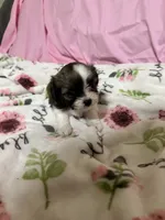 Tabby , a female Shih Tzu for sale in Selmer, TN – 6 of 10