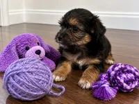 Purple boy, a male Shihpoo and Yorkshire Terrier for sale in Selmer, TN – 2 of 7