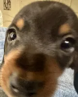 Otto, a male Miniature Dachshund for sale in Selmer, TN – 10 of 10