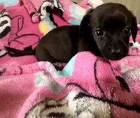 Olivia , a female Miniature Dachshund for sale in Selmer, TN – 6 of 10