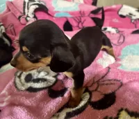 Olive , a female Miniature Dachshund for sale in Selmer, TN – 4 of 10