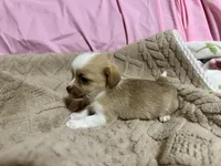 Titan, a male Shih Tzu for sale in Selmer, TN – 4 of 10