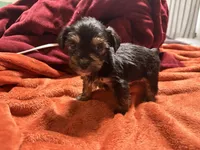 Boy 15 , a male Shihpoo and Yorkshire Terrier for sale in Selmer, TN – Photo 6 of 7