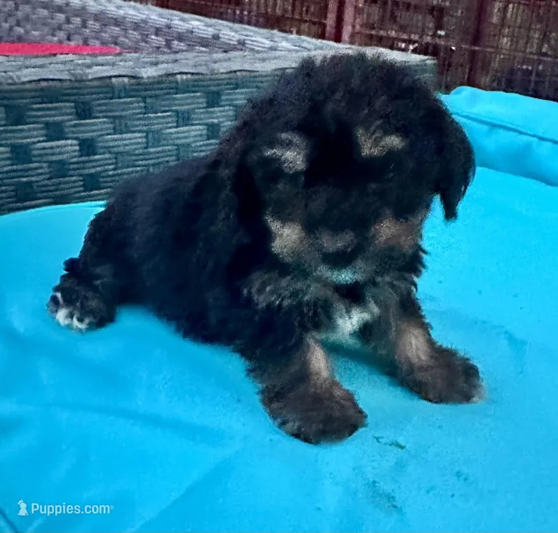 Boy 15  – Shihpoo, Yorkshire Terrier puppy on hold in Selmer, TN
