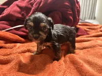 Boy 15 , a male Shihpoo and Yorkshire Terrier for sale in Selmer, TN – Photo 5 of 7