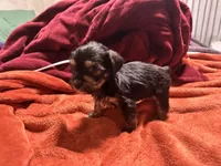 Boy 15 , a male Shihpoo and Yorkshire Terrier for sale in Selmer, TN – Photo 2 of 7