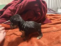 Boy 15 , a male Shihpoo and Yorkshire Terrier for sale in Selmer, TN – Photo 4 of 7