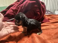 Boy 15 , a male Shihpoo and Yorkshire Terrier for sale in Selmer, TN – Photo 7 of 7