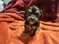 Boy 15 , a male Shihpoo and Yorkshire Terrier for sale in Selmer, TN – Photo 3 of 7