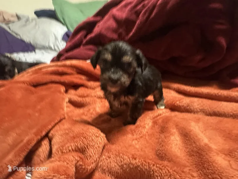 Boy 15  – Shihpoo, Yorkshire Terrier puppy for sale in Selmer, TN