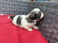 Shih Tzu male 1 , a male Shih Tzu for sale in Selmer, TN – Photo 8 of 8