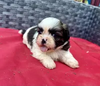 Shih Tzu male 1 , a male Shih Tzu for sale in Selmer, TN – Photo 4 of 8