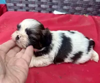 Shih Tzu male 1 , a male Shih Tzu for sale in Selmer, TN – Photo 2 of 8