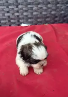 Shih Tzu male 1 , a male Shih Tzu for sale in Selmer, TN – Photo 3 of 8