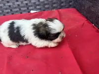 Shih Tzu male 1 , a male Shih Tzu for sale in Selmer, TN – Photo 7 of 8