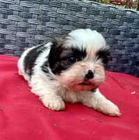 Shih Tzu male 1 , a male Shih Tzu for sale in Selmer, TN – Photo 5 of 8