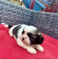 Shih Tzu male 1 , a male Shih Tzu for sale in Selmer, TN – Photo 6 of 8
