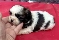 Shih Tzu male 1 , a male Shih Tzu for sale in Selmer, TN – Photo 1 of 8