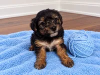 Blue boy , a male Shihpoo and Yorkshire Terrier for sale in Selmer, TN – 4 of 6
