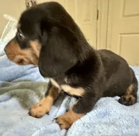 Otto, a male Miniature Dachshund for sale in Selmer, TN – 3 of 10