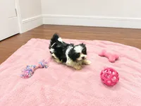 Shorkie girl , a female Shih Tzu and Yorkshire Terrier for sale in Selmer, TN – 1 of 7