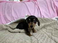 Benji , a male Miniature Dachshund for sale in Selmer, TN – 7 of 10