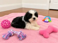 Shorkie girl , a female Shih Tzu and Yorkshire Terrier for sale in Selmer, TN – 4 of 7